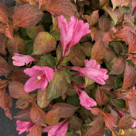 Midnight Sun Weigela Spring Meadow Wholesale Liners Spring Meadow Nursery