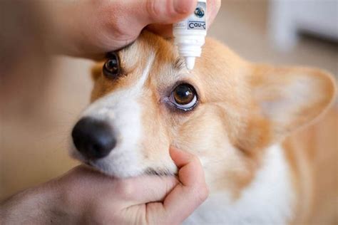 Cómo Poner Gotas En Los Ojos A Un Perro 3 Métodos Fáciles