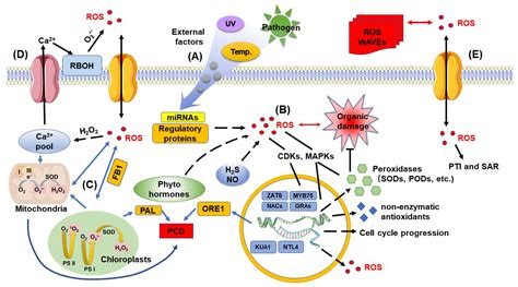 Ijms Free Full Text Reactive Oxygen Species A Crosslink Between