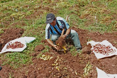 Pese a los impactos del COVID 19 el sector agropecuario creció 1 3