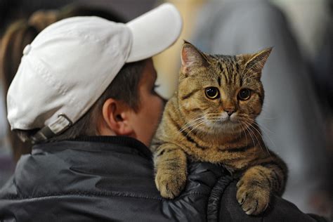 Мимимишность зашкаливает: Международная выставка котов в Киеве ...