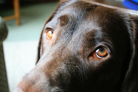 Anatomy Of A Dogs Eye Anatomical Charts And Posters