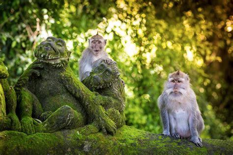 Planes En Bali Descubre Monkey Forest O Templo De Los Monos Ruta Viajera