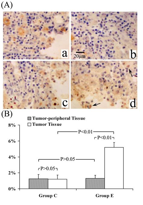 Down Regulation Of Survivin Expression By Arsenic Trioxide ATO A