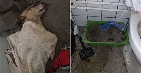 Hund hittades skadad och medvetslös ägarpar döms för djurplågeri