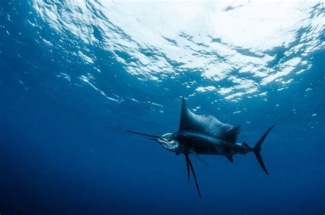 Sailfish Vs Swordfish Top 10 Main