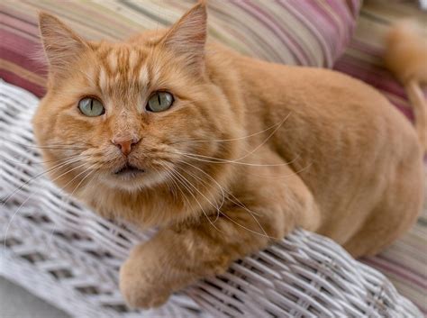 Orange Maine Coon Cat Breed Info Pictures Traits And Facts Catster