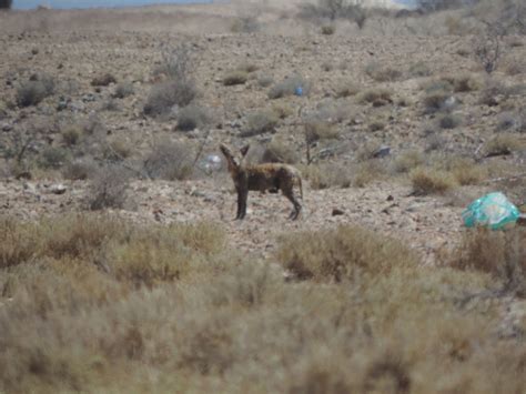 Coyote From Muleg B C S M Xico On March At Pm By