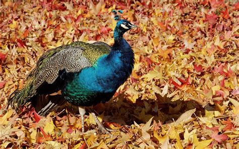 Le Paon Bleu Pavo Cristatus Canon Eos D Objectif Ca Flickr