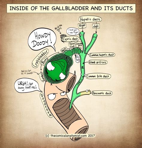 Inside The Gallbladder And Its Ducts The Comical Anatomist