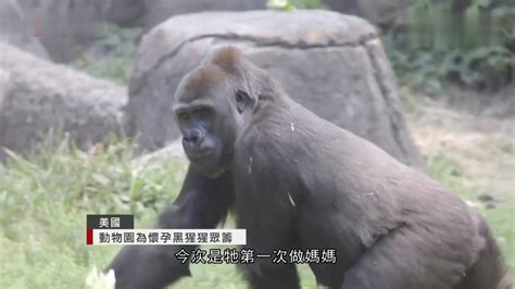 美國動物園為懷孕黑猩猩開網頁眾籌哔哩哔哩bilibili