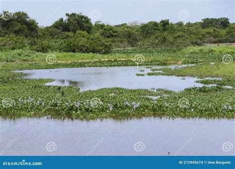 Vista Aérea Del Paisaje Pantanal Típico En Un Día Soleado Pantanal