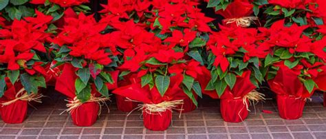 Poinsettia 12 Astuces Pour Bien Entretenir Son étoile De Noël