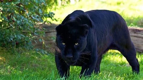 Quantas Panteras Negras Existem No Mundo - Tudo Sobre a Pantera Negra Animal: Que Espécie é essa? | Mundo Ecologia