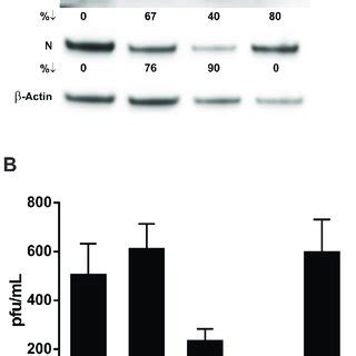 Sirna Inhibits Andv Replication In Human Primary Lung Endothelial Cells