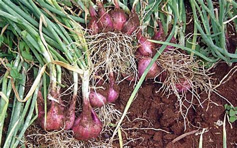 Mudahnya Budidaya Bawang Merah Polybag Budidayaku