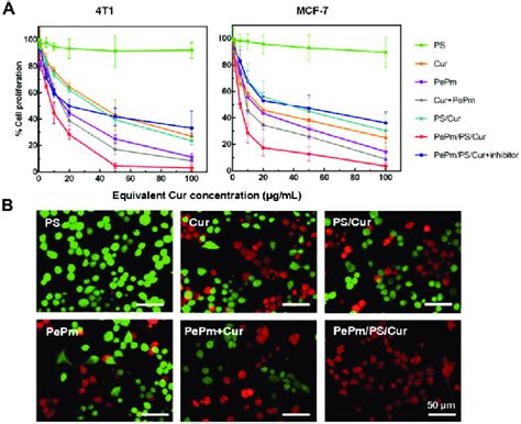 The Cytotoxicity Of Various Formulations On ErbB 2 Positive Breast