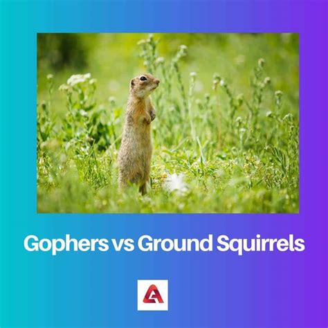 Gophers Vs Ground Squirrels Difference And Comparison