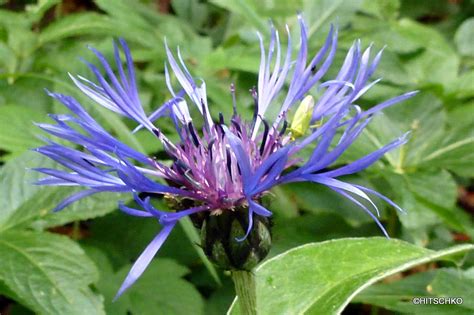 Berg Flockenblume Centaurea Montana Christian Kobel Flickr