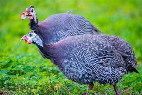 Gardening With Guinea Fowl Backyard Poultry