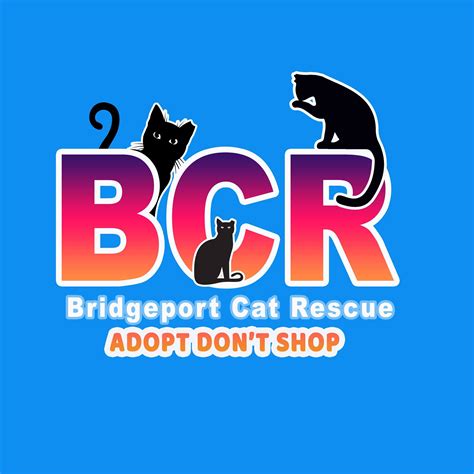 animal shelter in bridgeport ct
