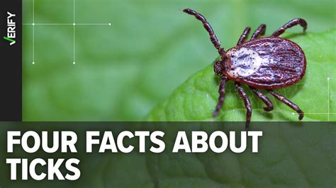 Fast Facts About Ticks 11alive