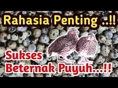 Rahasia Penting Sukses Beternak Puyuh Inilah Rahasianya YouTube