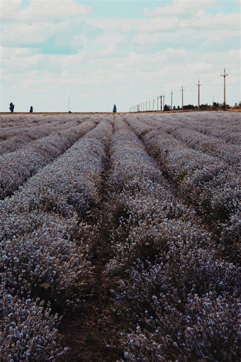 Lavender Flower Field On Bloom · Free Stock Photo