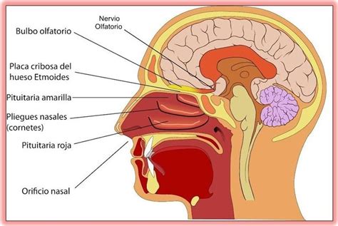 La Nariz Como Quimiorreceptora Biopsicosalud