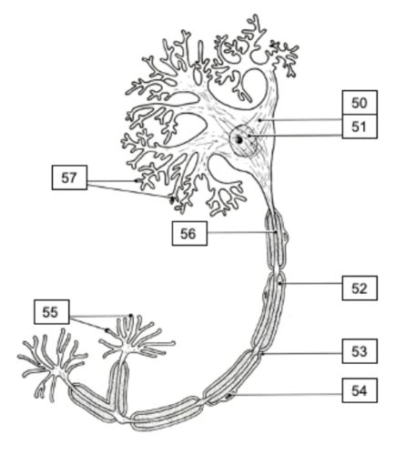 Neural Tissue Flashcards Quizlet