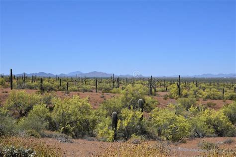 Paisaje Del Desierto De Arizona En La Floraci N Imagen De Archivo