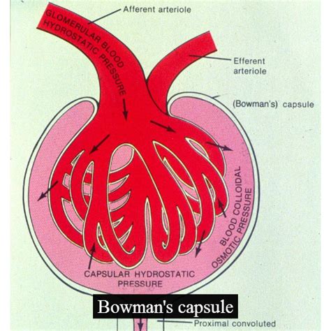 A fun and easy way to remember 'Bowman's capsule' in Medicine ...