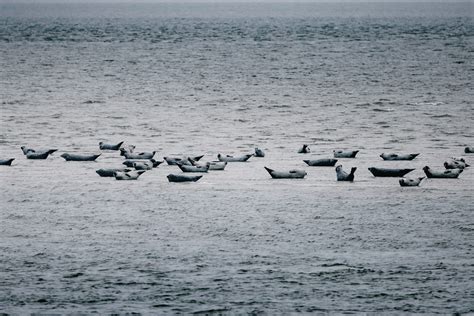 Hallig S Deroog Halligen Orte Inseln Halligen Nordseek Ste