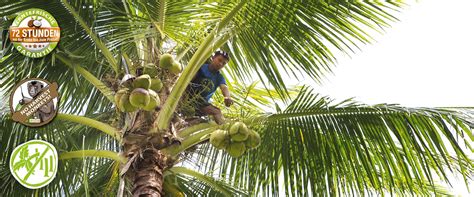 Cosecha De Coco