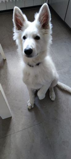 Profil de Berger Blanc Suisse Odin Poids photos et détails