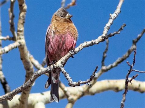 Brown Capped Rosy Finch Photos And Videos All About Birds Cornell Lab