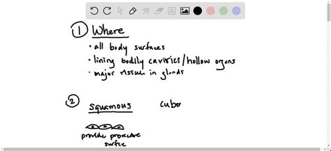 What Are Epithelial Tissues And Its Functions Descri SolvedLib