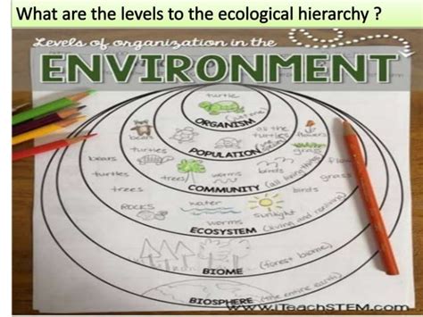 Ecological hierarchy.pptx single organism to biosphere | PPT | Free ...