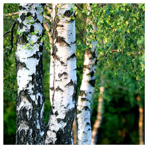 5 Silver Birch 5 6ft Stunning Mature Specimen Trees Betula Pendula Ebay