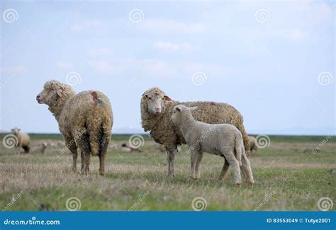 Single Adorable Baby Lamb Stock Image Image Of Pure 83553049