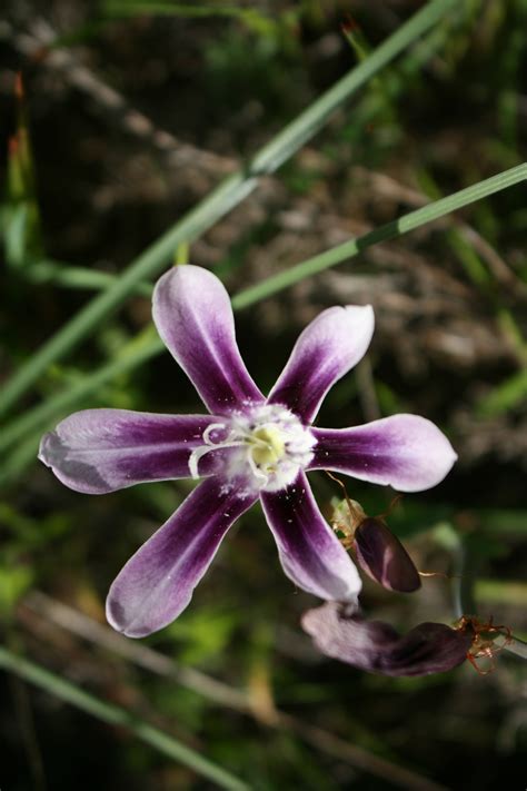 Sparaxis Grandiflora D Delaroche Ker Gawl