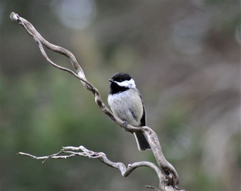 Greyscale Photo Of Black And White Bird Perching On Tree Branch Photo