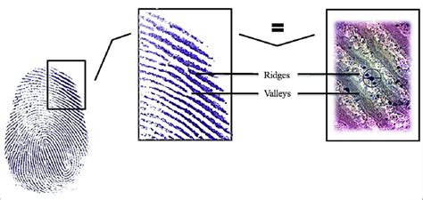 Visualization Of Fingerprint Ridge Details With Naked Eye And With