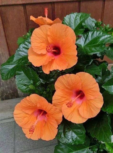 Imgfave Hibiscus Plant Beautiful Flowers Beautiful Flowers Pictures