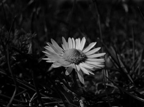 Black and White Daisy Wallpaper - WallpaperSafari