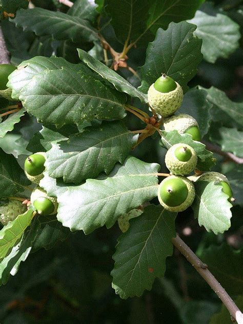 Quercus Faginea Ver Arbol Su Hoja Y Fruto Rboles De Sombra Plantas