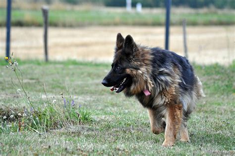 German Shepherd Dog Lawn Free Photo On Pixabay Pixabay