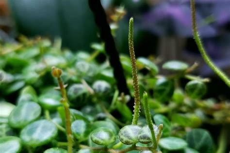 String Of Turtles Flower Spikes What To Do With Them Garden For Indoor