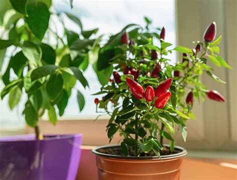 6 Tips For Growing Peppers Indoors