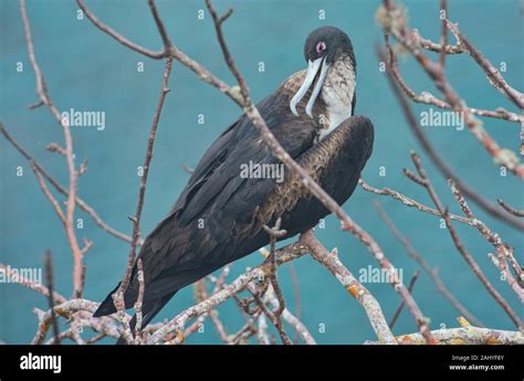 Magnificent Frigatebird Fregata Magnificens Female Isla San